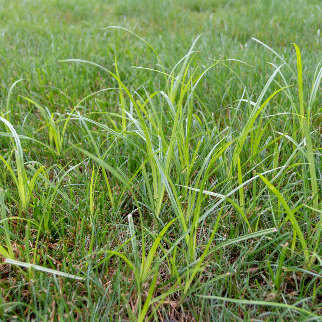 Identify And Control Nutsedge Shades Of Green Lawn Landscape