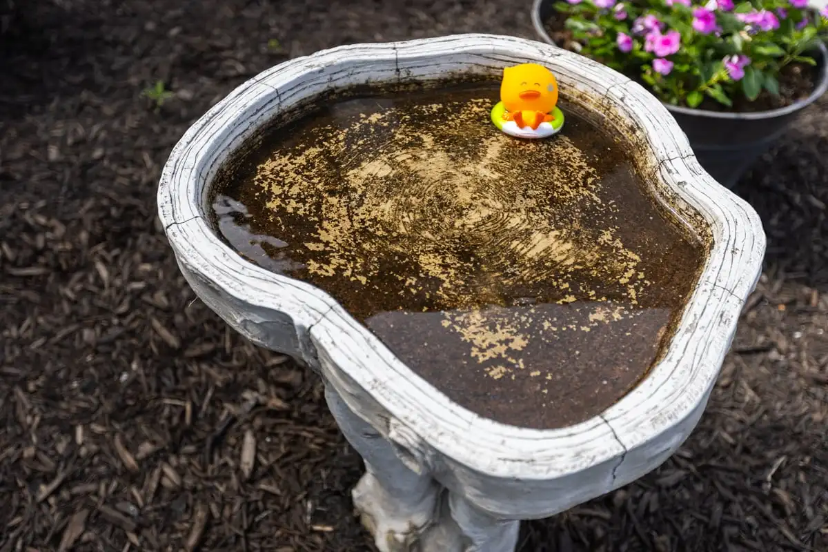 Birdbath containing standing water in a garden