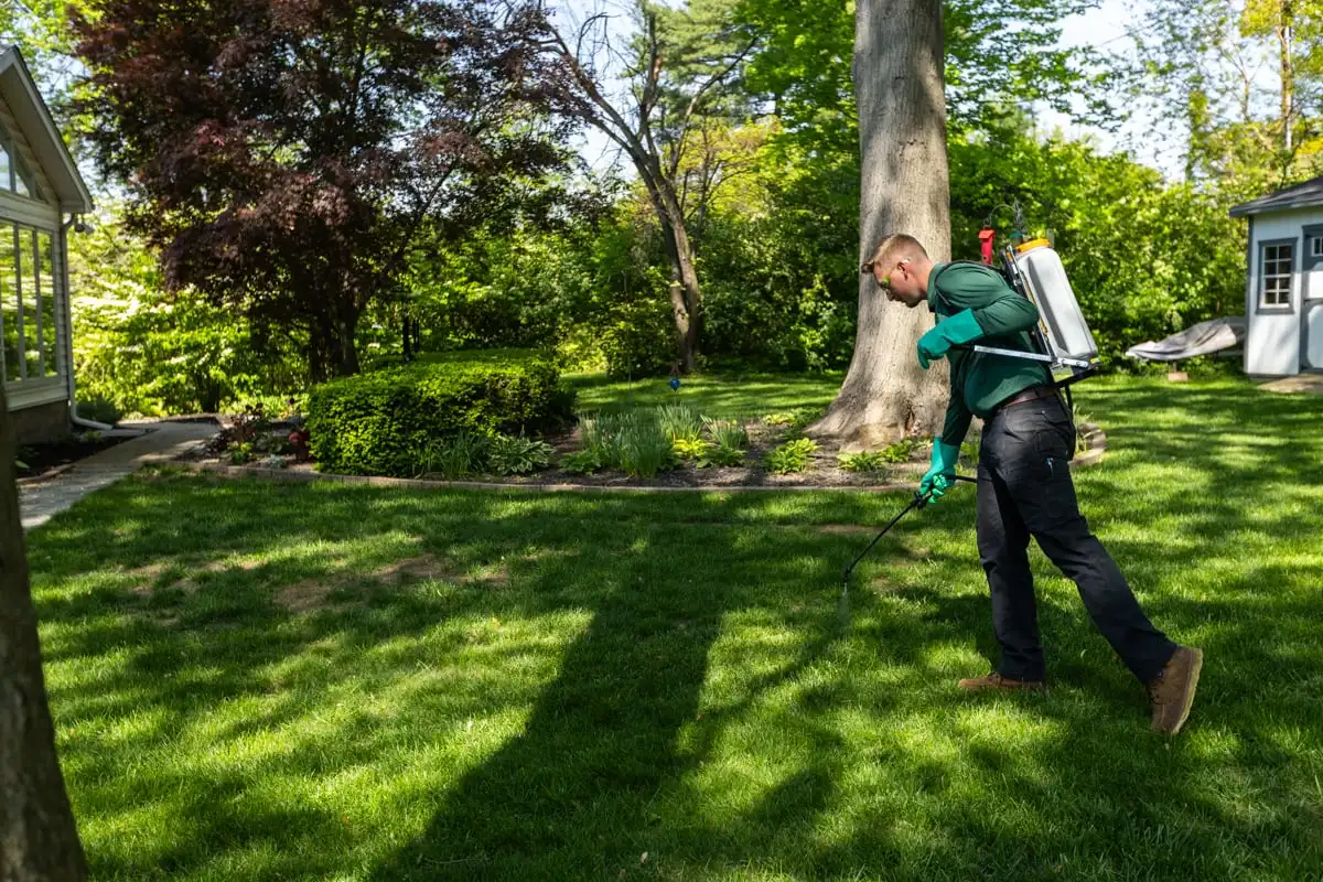 Technician spot-treating lawn weeds with a backpack sprayer