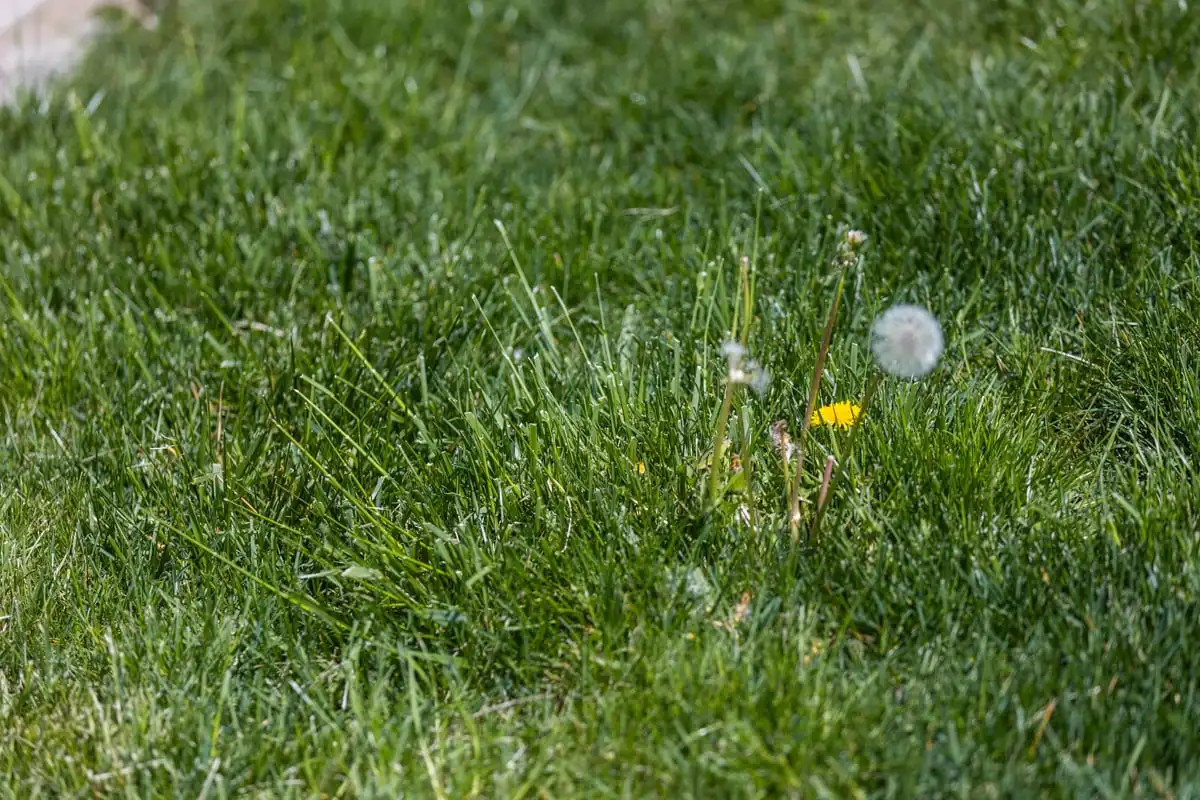 Dandelion flowers and seed heads growing in a lawn