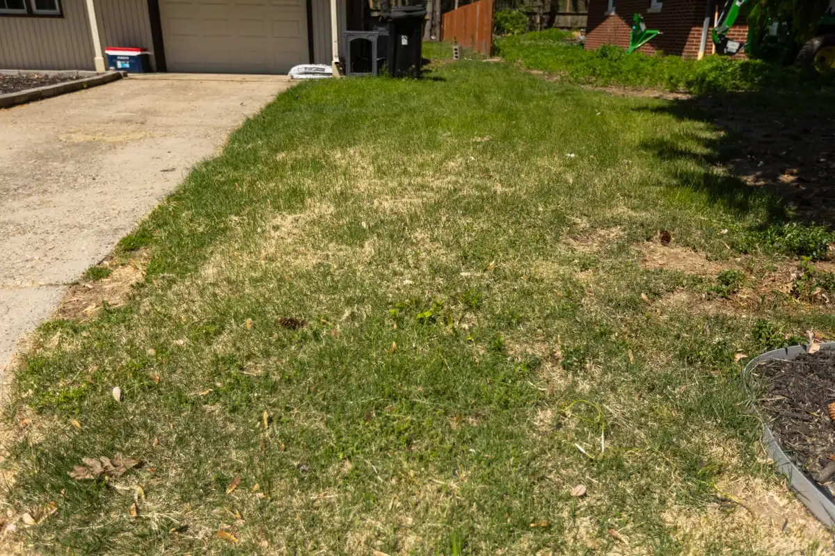Thin, patchy lawn beside a driveway