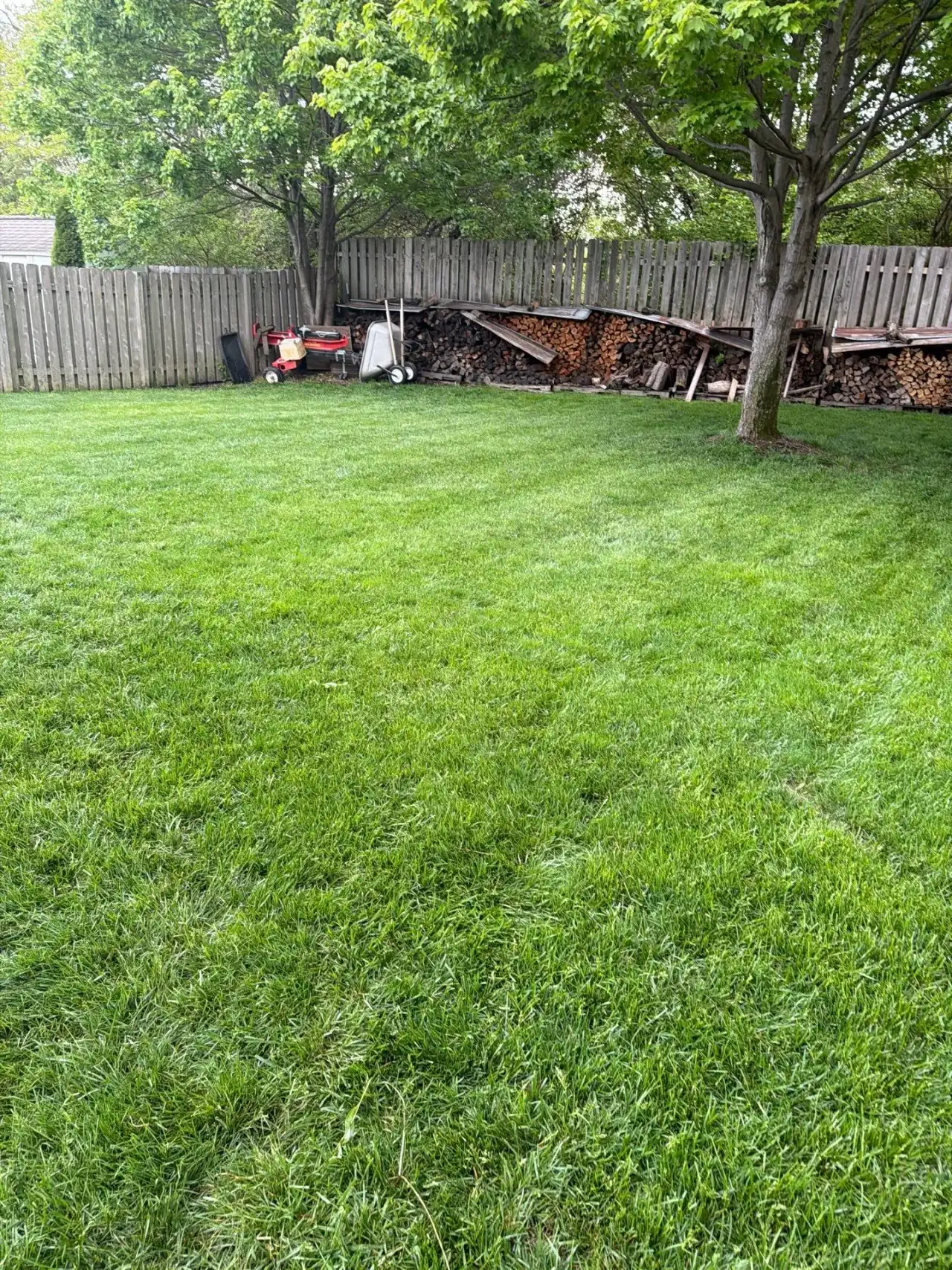 Backyard lawn along a wooden privacy fence in Noblesville, Indiana