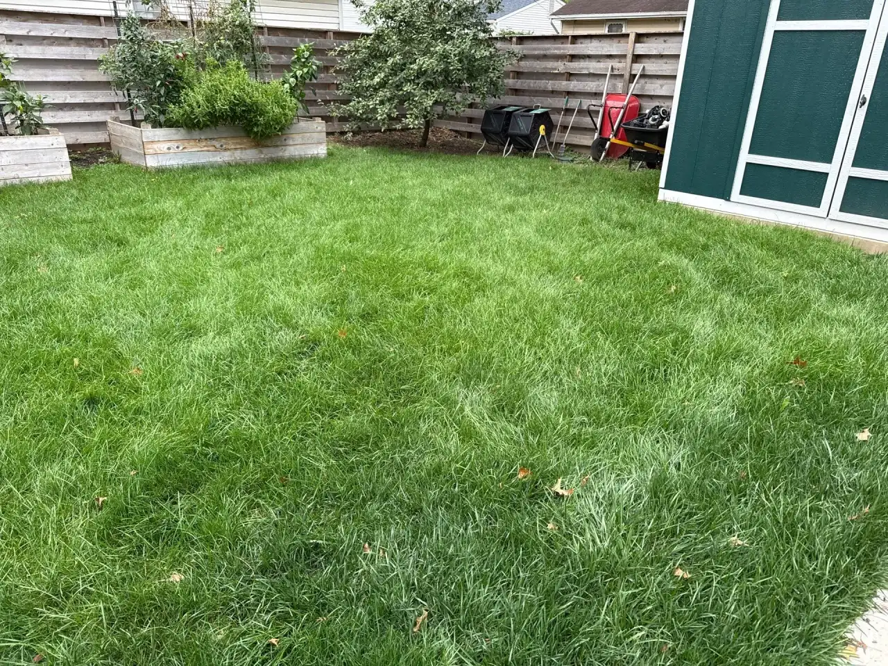 Backyard lawn with raised garden beds, a wooden fence and a shed in Lafayette, Indiana
