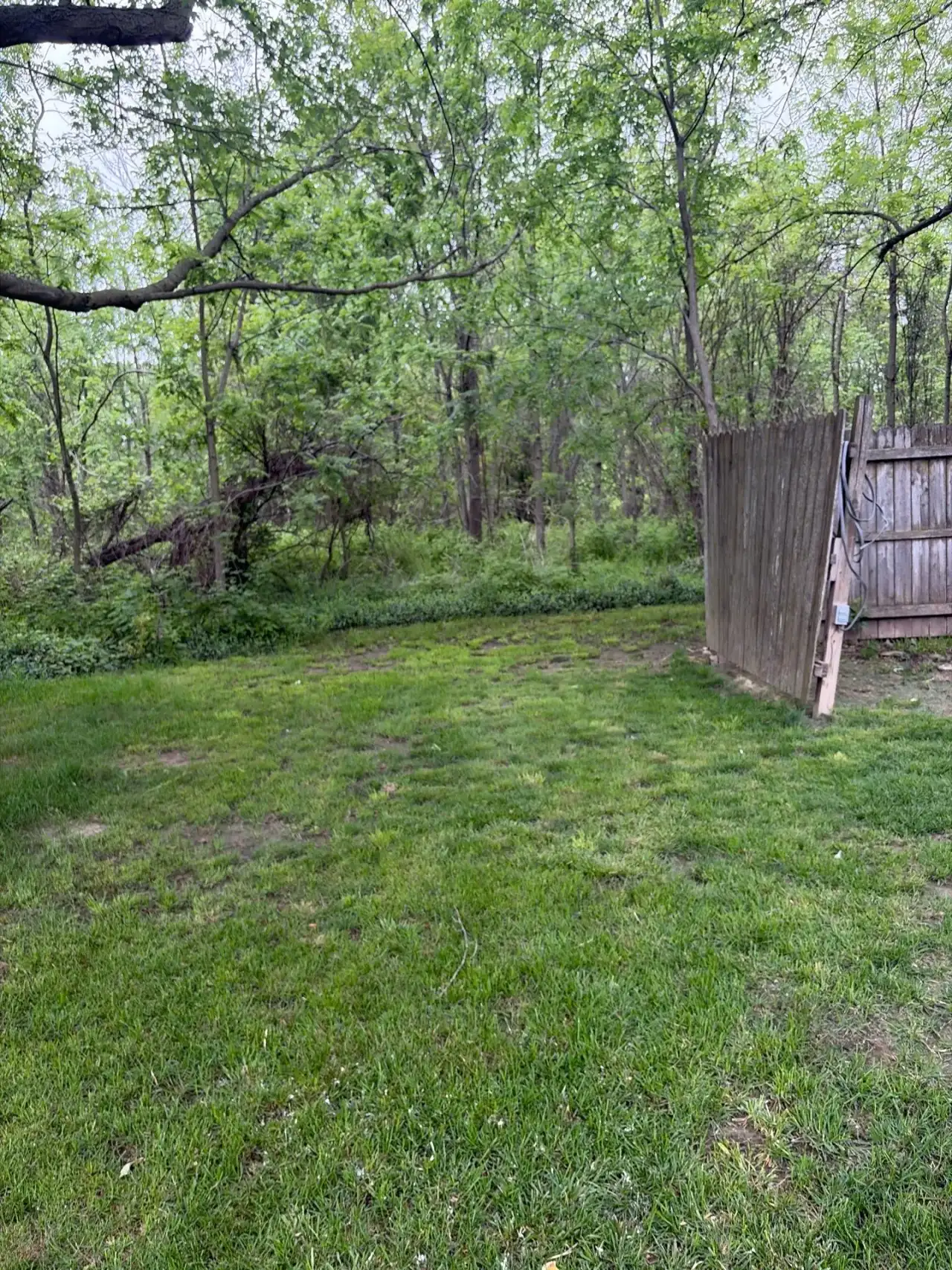 Backyard lawn at the edge of the woods beside a wooden fence in Flora, Indiana