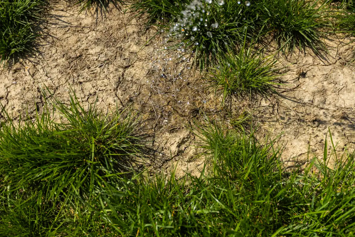 Sprinkler water falling on a bare patch of soil between grass clumps
