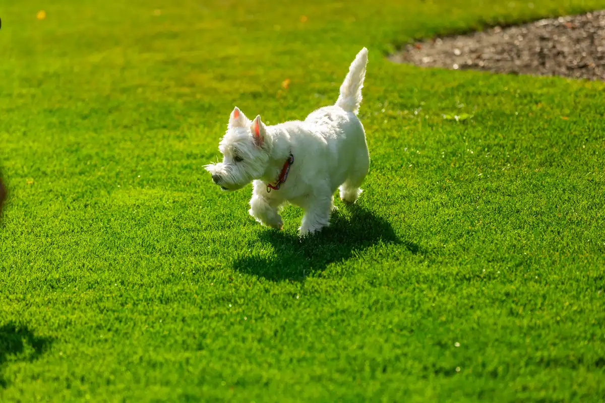 White terrier trotting across a thick green lawn