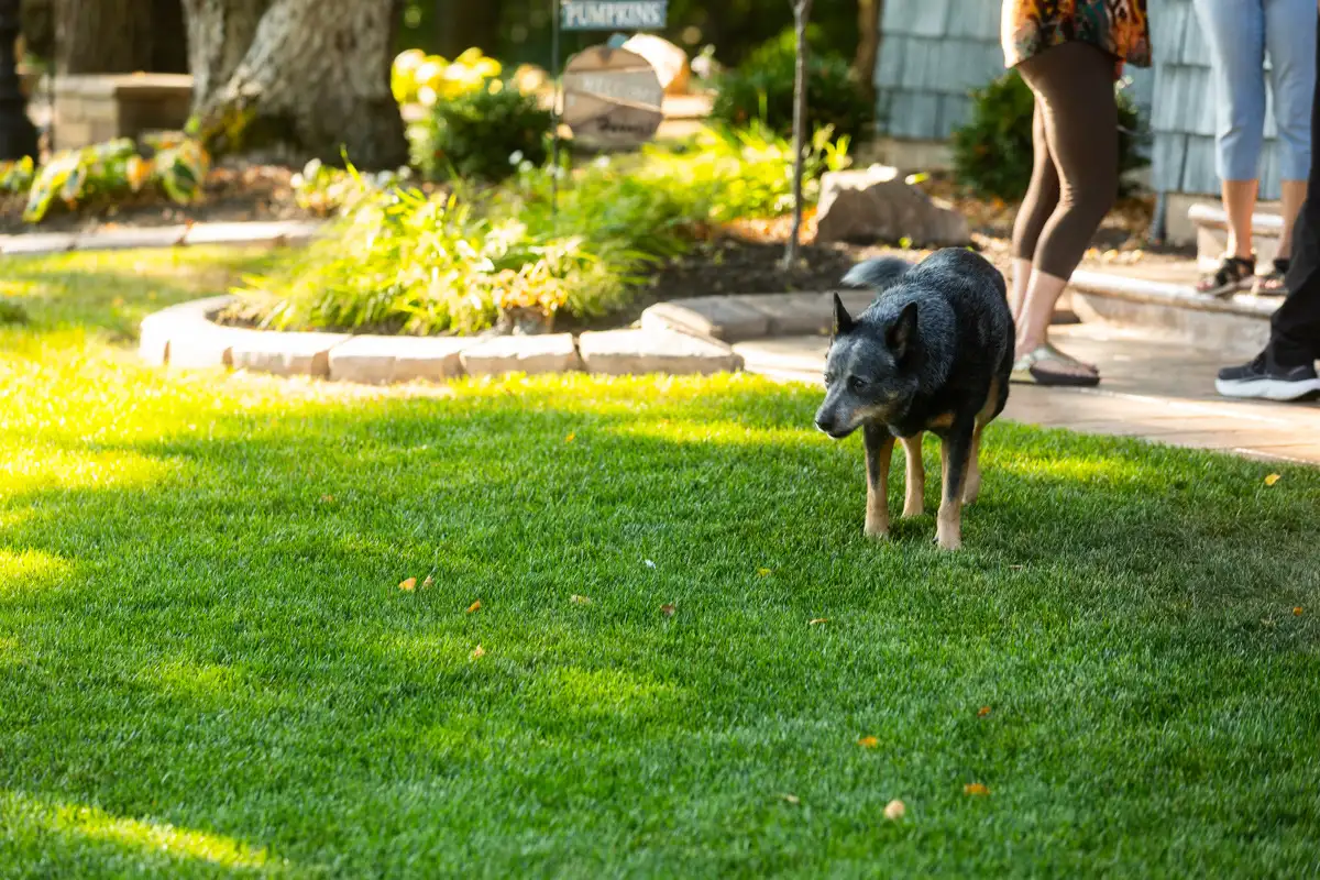 Gray cattle dog on a sunny front lawn by a stone-edged flower bed
