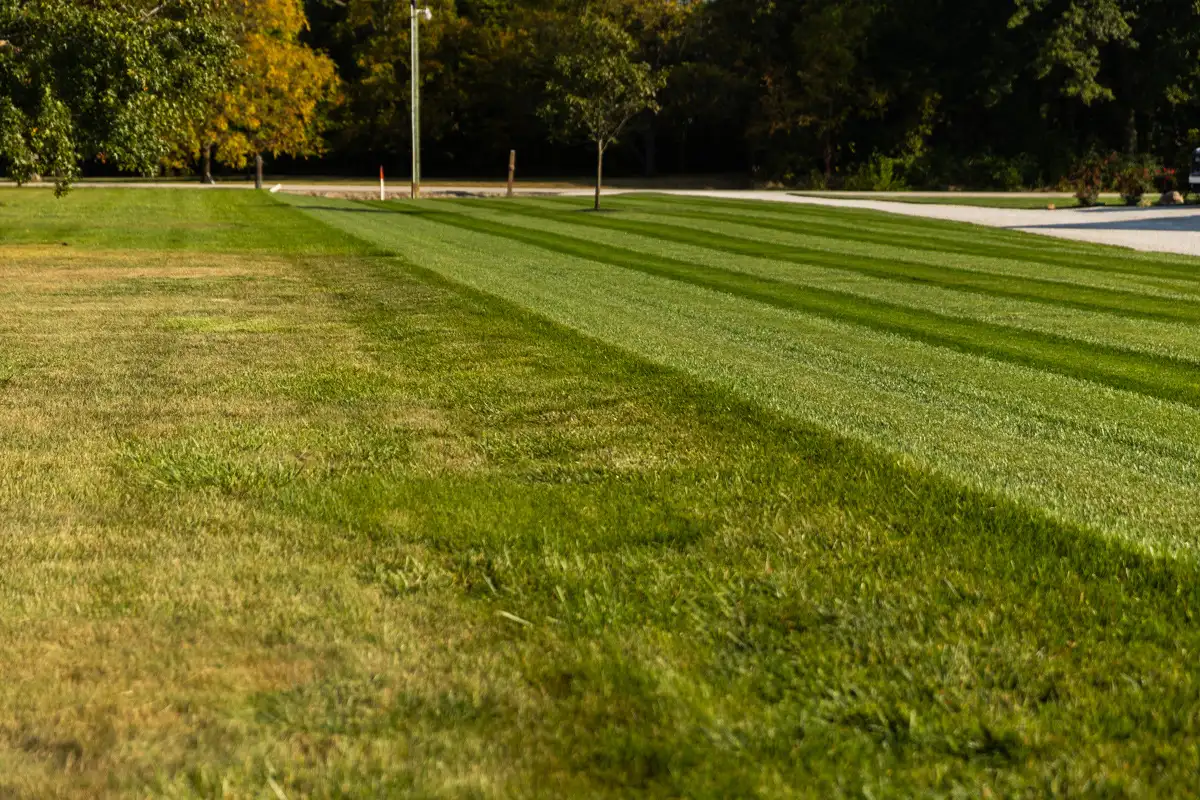 Striped lawn where a thin, pale section on the left meets thick, dark green stripes