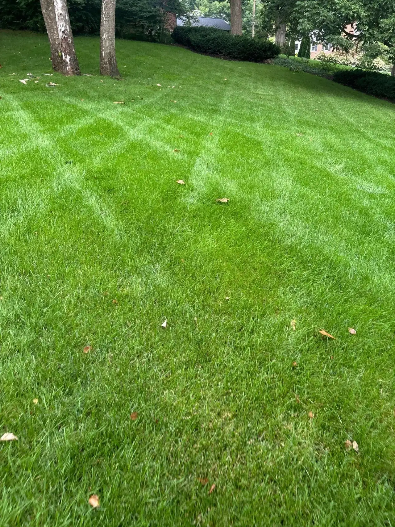 Crosshatch mowing stripes on a lawn edged by trees in West Lafayette, Indiana
