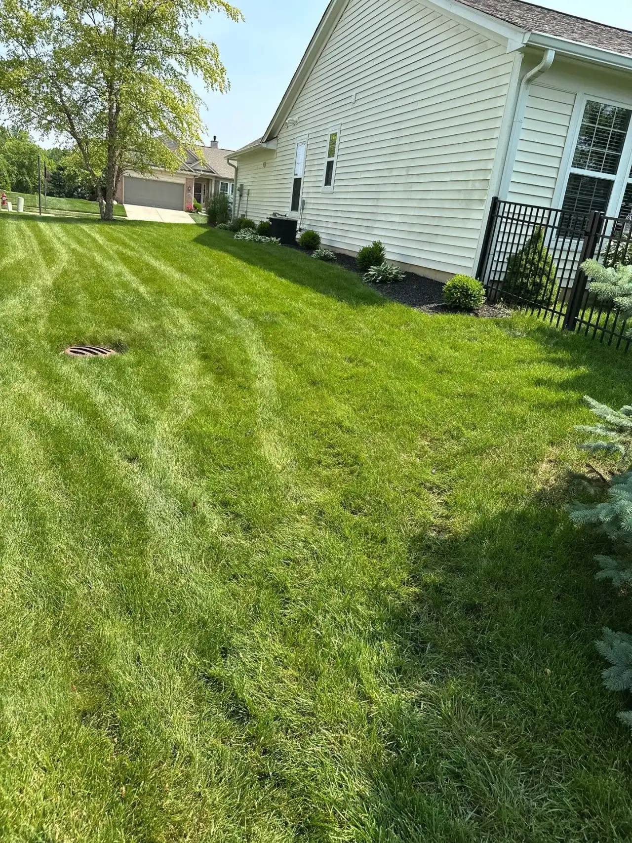 Curved mowing lines along the side yard of a white home in Westfield, Indiana