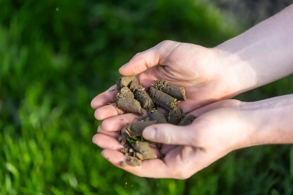 Cupped hands holding a pile of soil plugs pulled by a core aerator