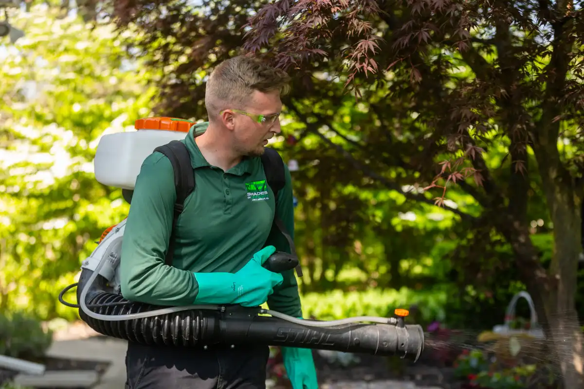 Technician wearing a backpack mosquito fogger beside a Japanese maple