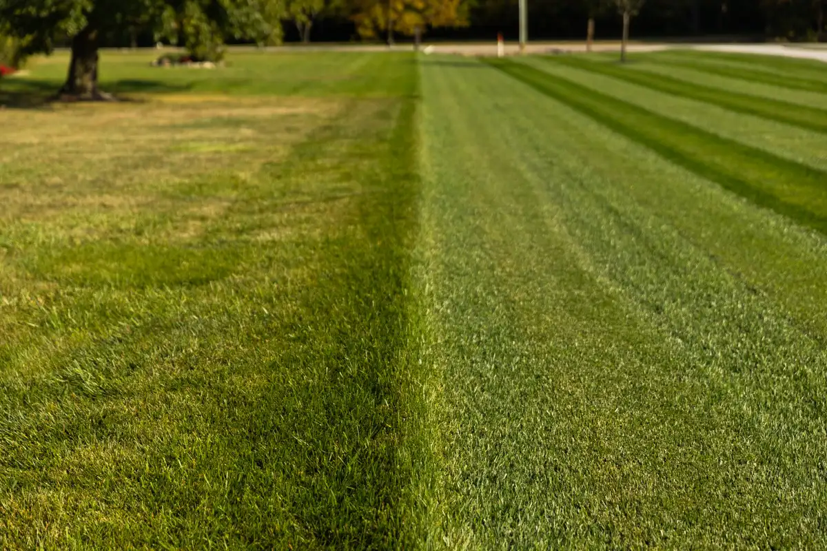 Lawn split in two: thin, pale grass on the left and thick, striped green grass on the right
