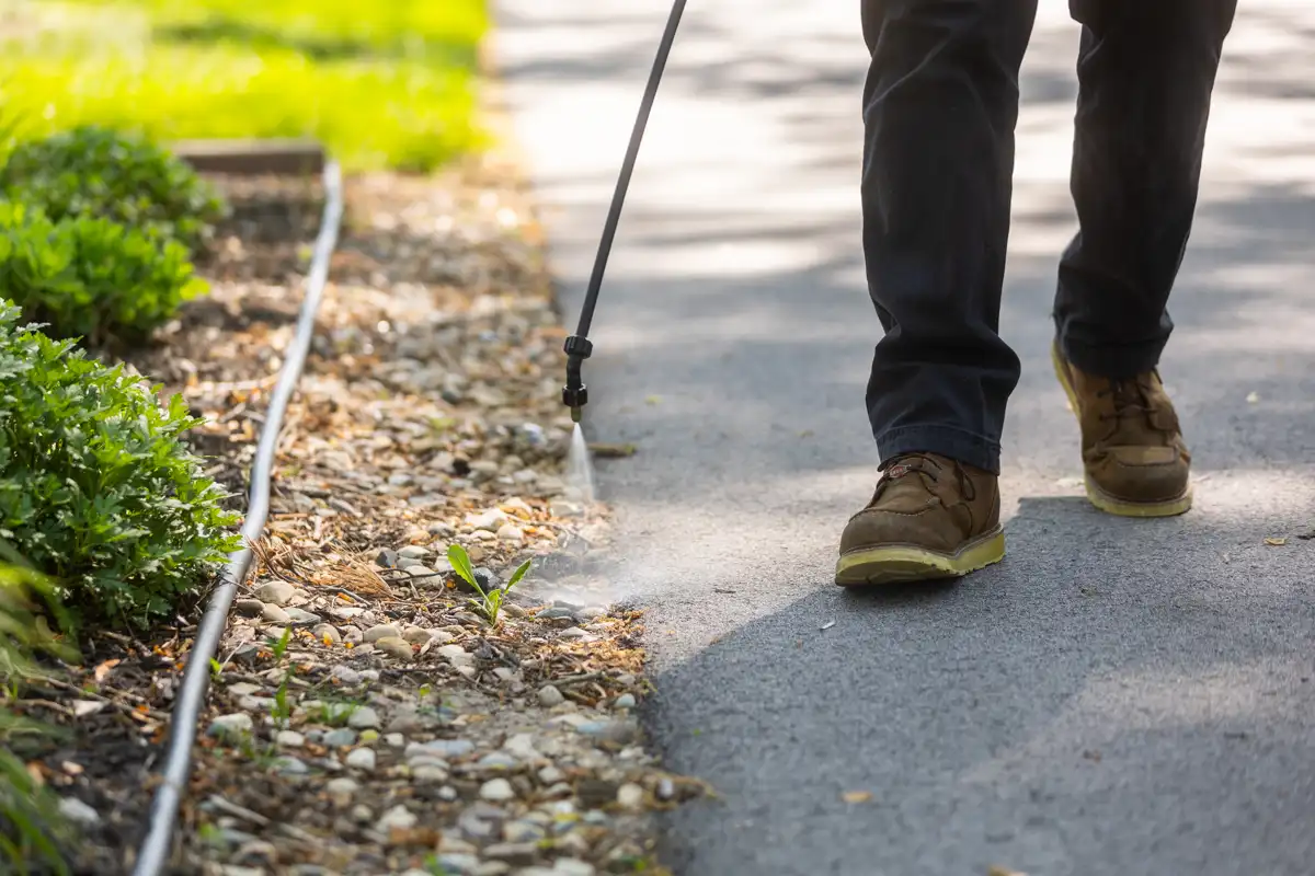 Technician spot-spraying weeds in a gravel bed along a sidewalk
