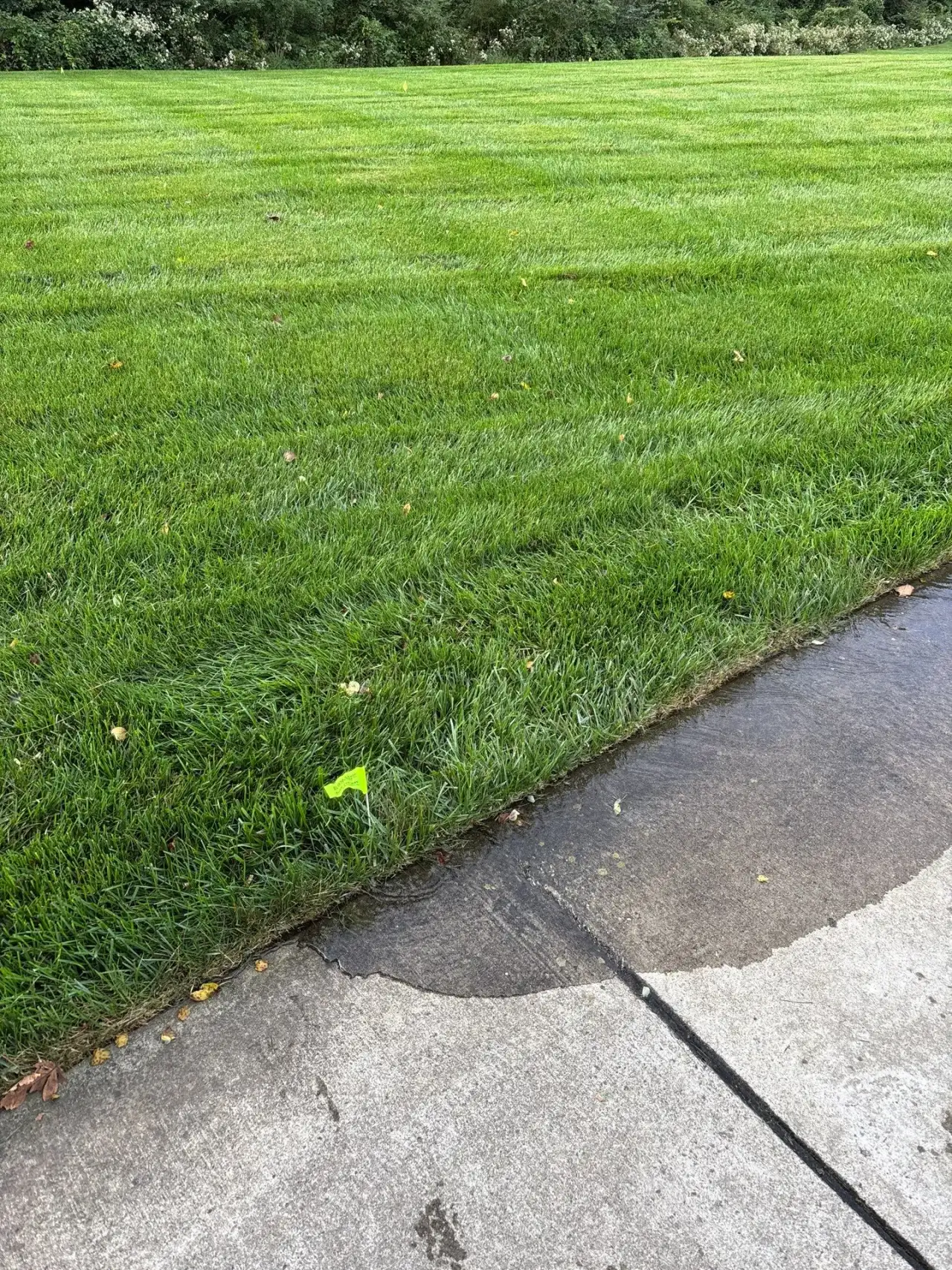 Flag marking a broken sprinkler head beside a wet sidewalk in Lafayette, Indiana