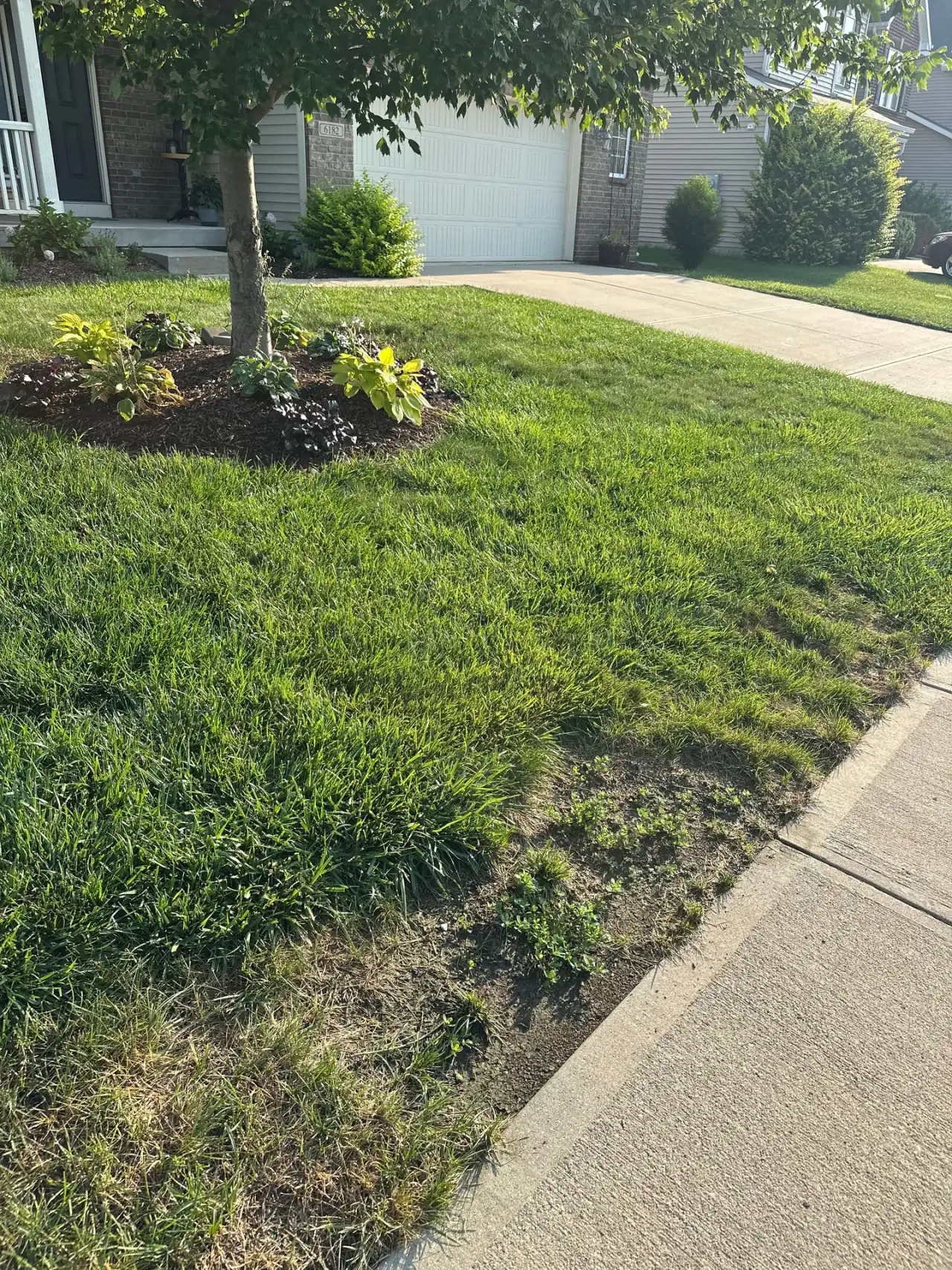Front lawn with a flower bed under a young tree beside a sidewalk in Zionsville, Indiana