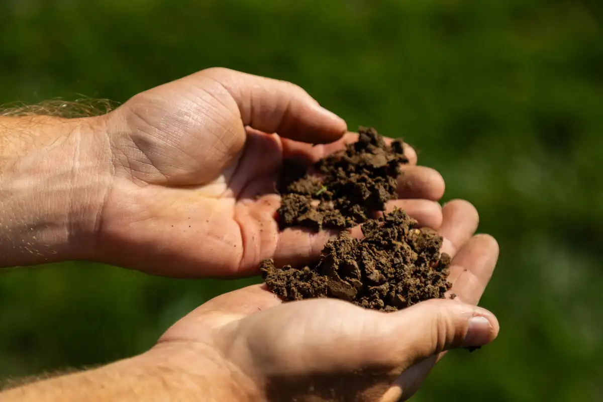 Two hands holding loose, crumbled soil