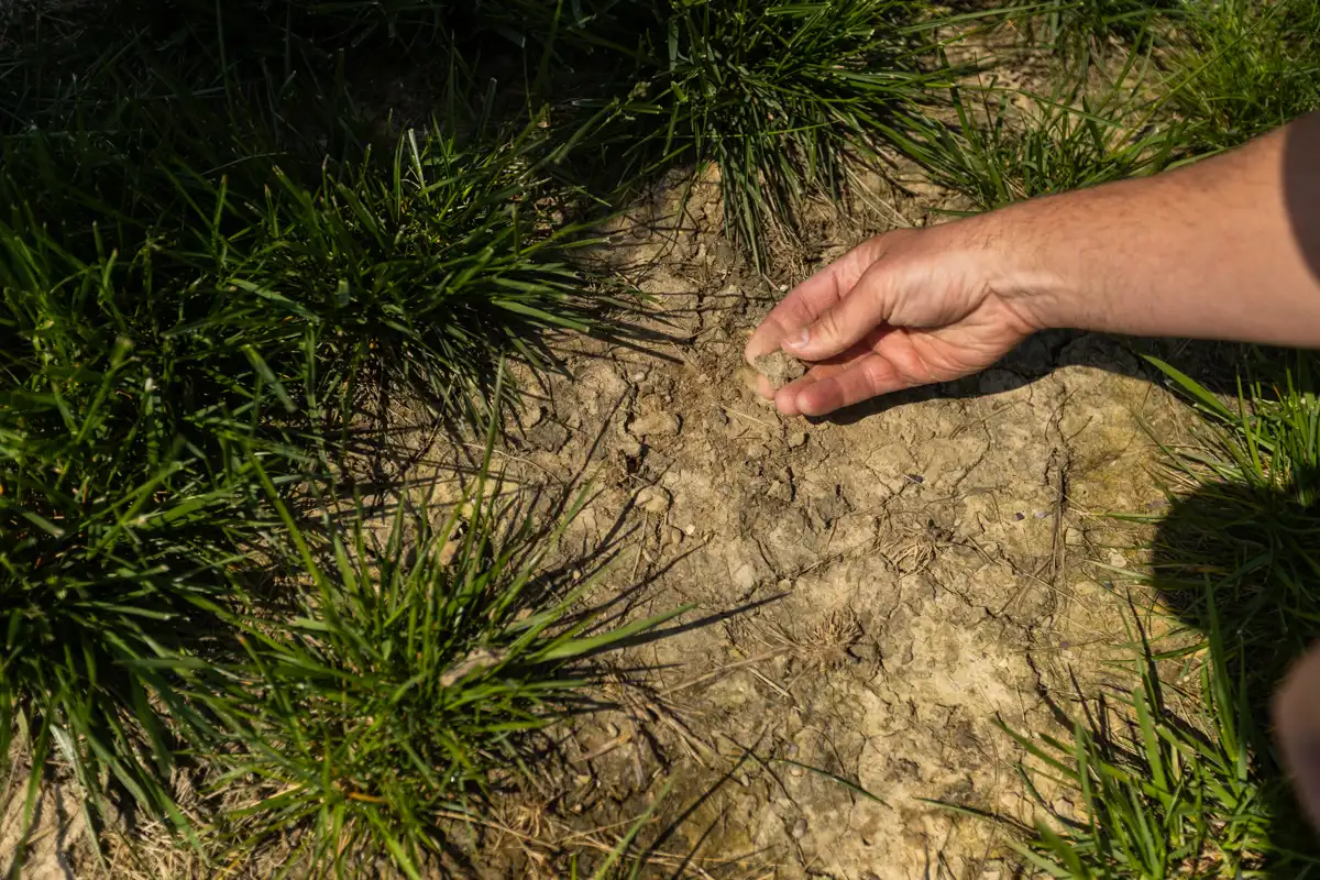 Hand touching dry, cracked soil in a bare patch of lawn