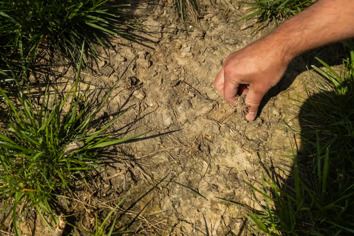Hand pressing on cracked, bare soil where the grass has died