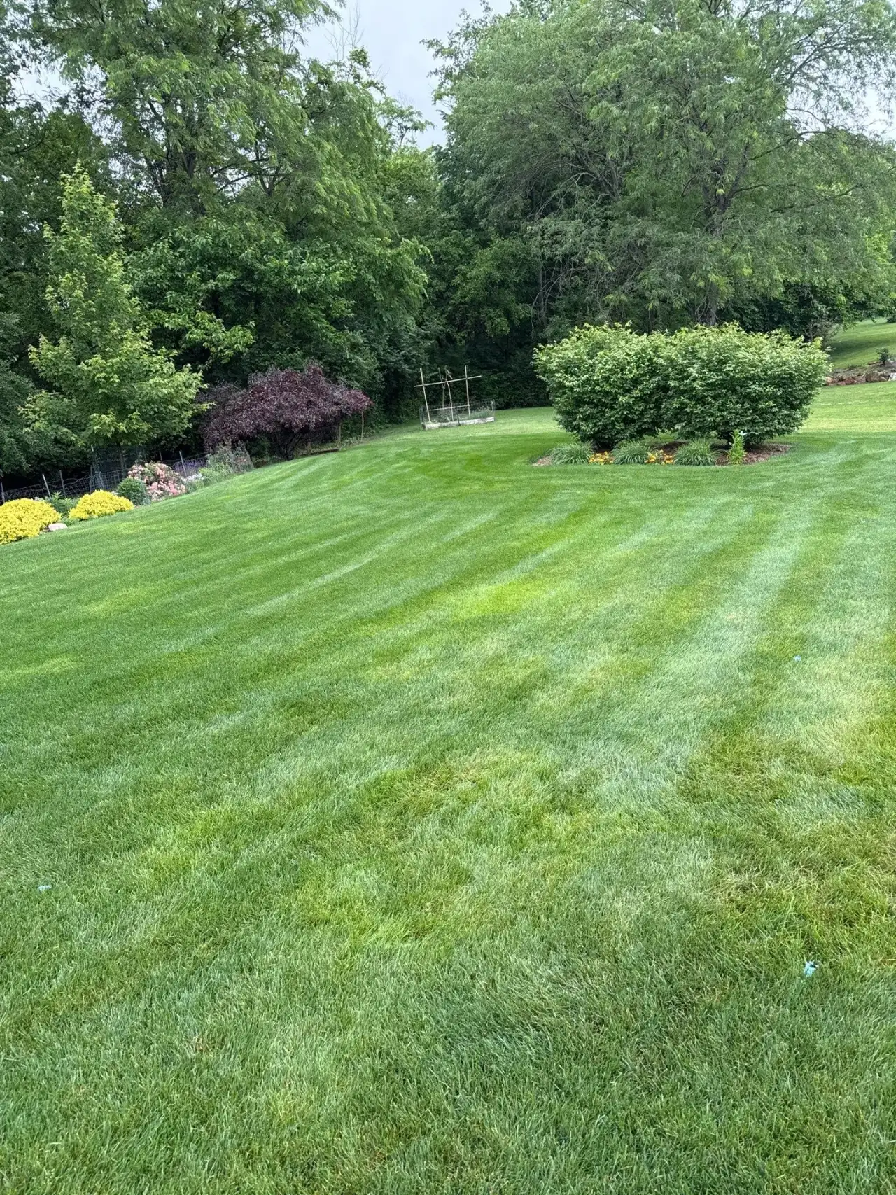 Large striped lawn with rounded shrubs and a flower bed in Lafayette, Indiana