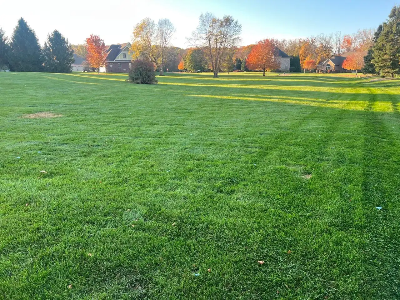 Lafayette, Indiana lawn in late-afternoon light with orange fall trees