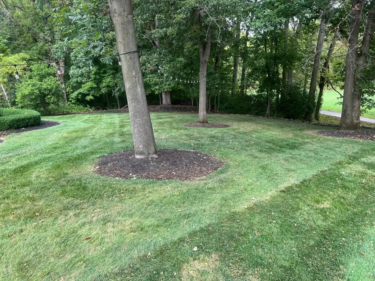 Lawn with mature trees and a mulched tree ring in West Lafayette, Indiana