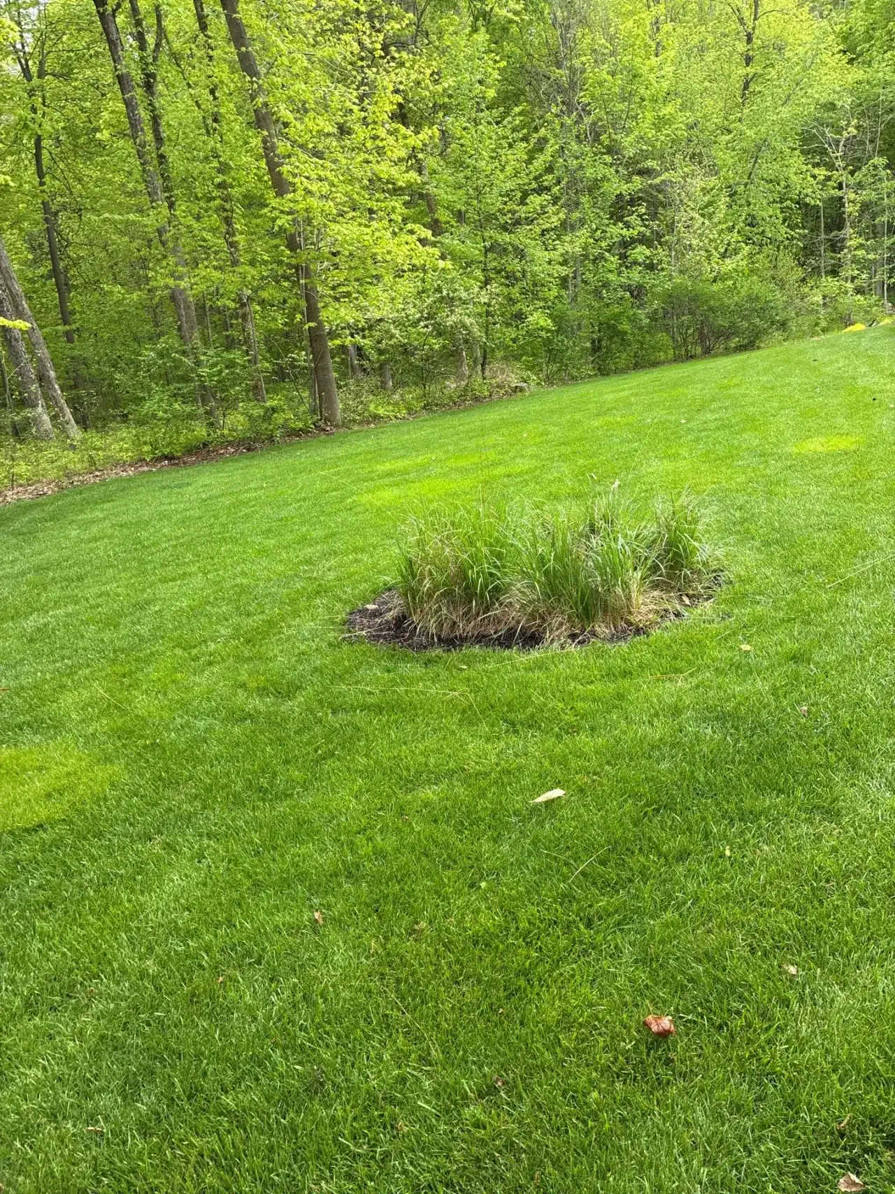 Lawn around an island of ornamental grass at the edge of the woods in Lafayette, Indiana
