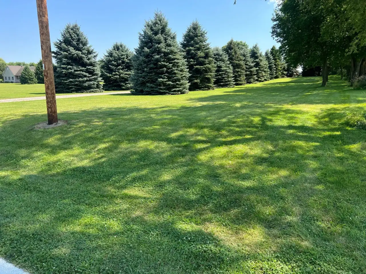 Thick green lawn shaded by a row of blue spruce in Lafayette, Indiana