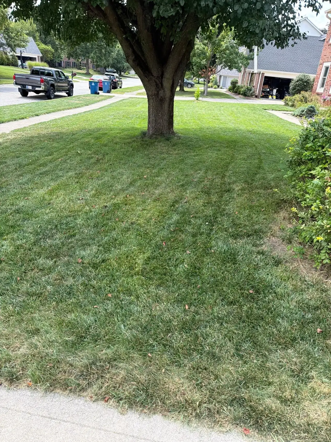 Green lawn under a shade tree beside a sidewalk in Carmel, Indiana