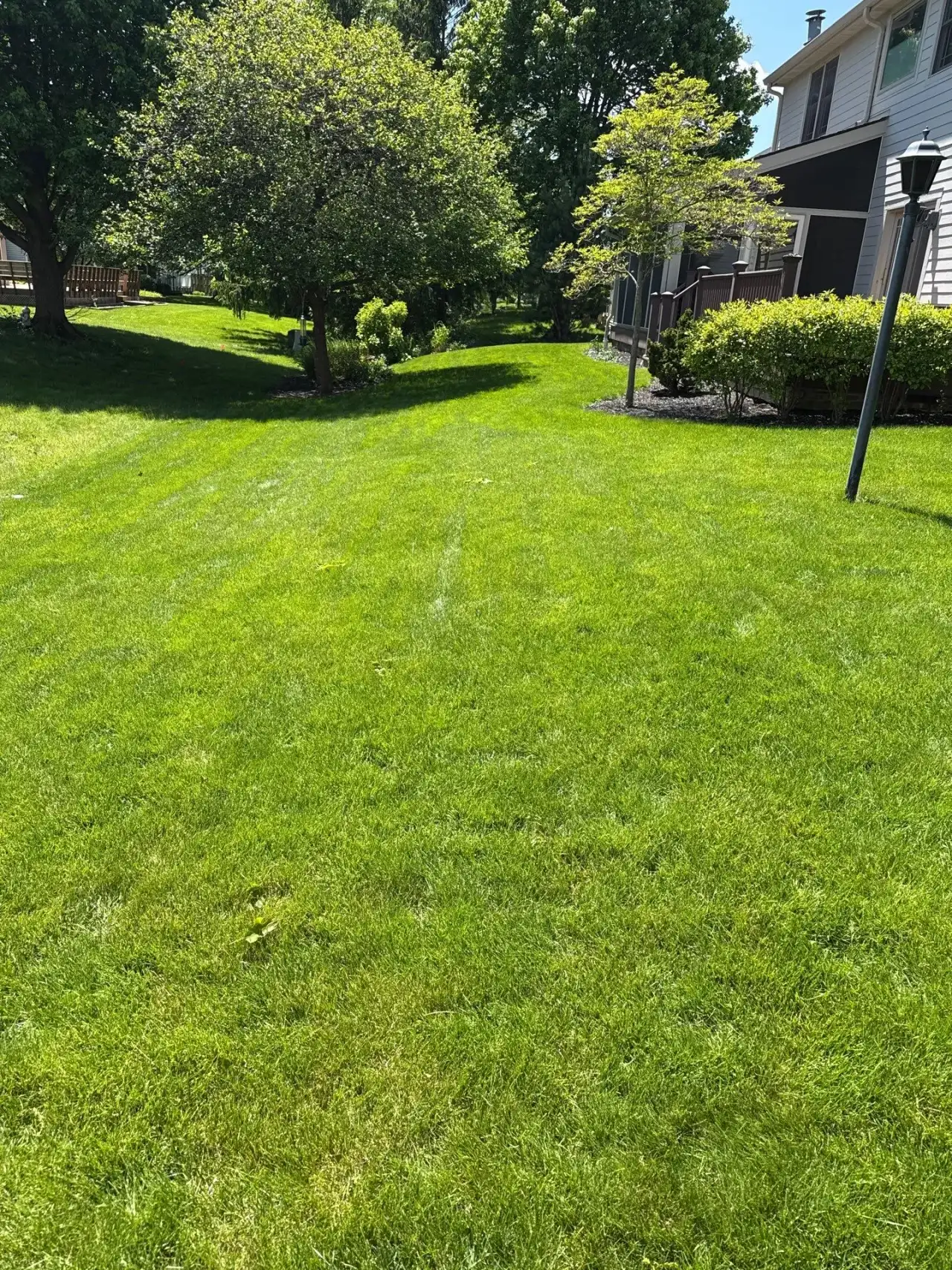 Lawn with ornamental trees and a lamp post beside a home in West Lafayette, Indiana