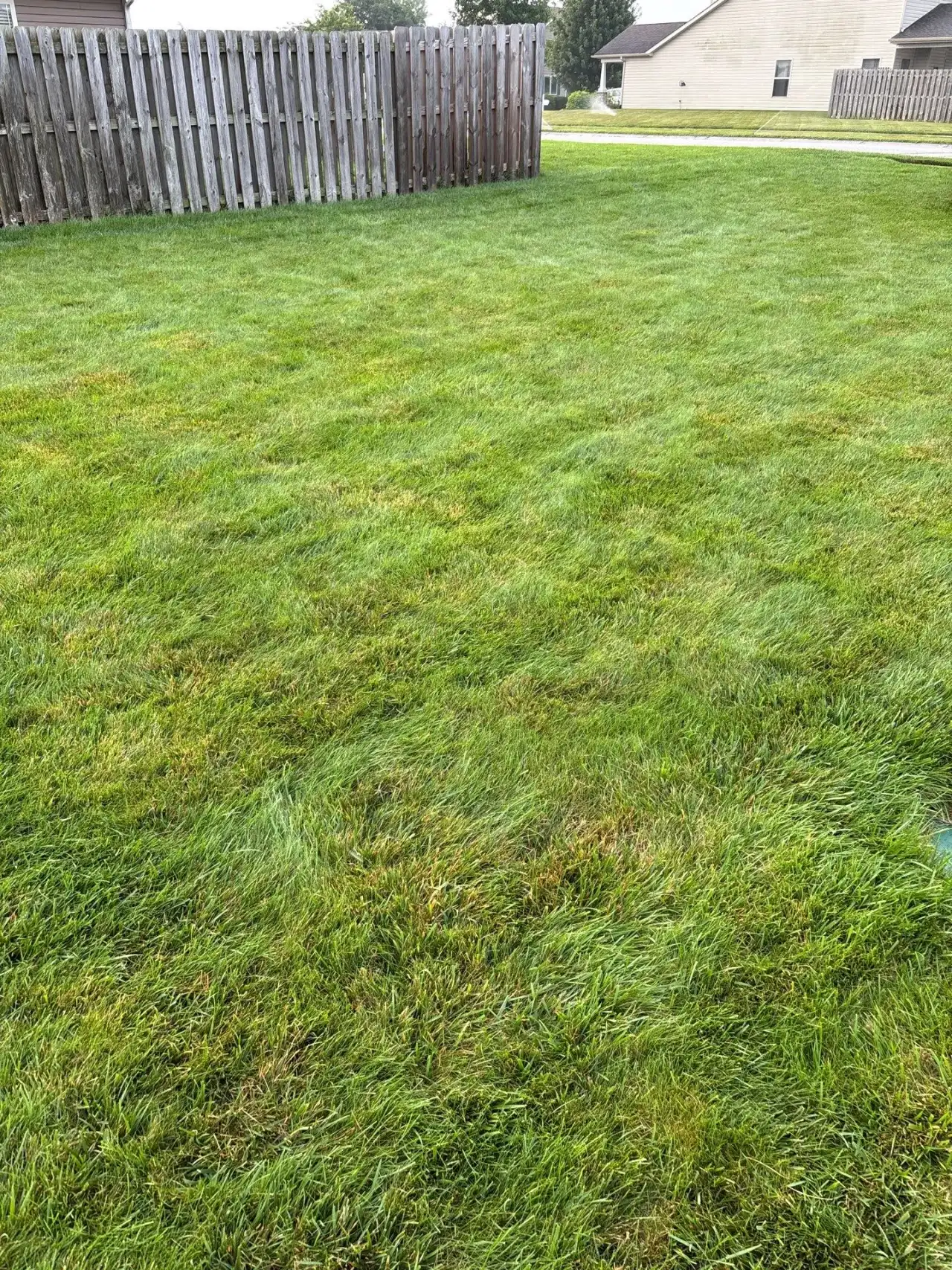 Thick lawn along a wooden fence in Lafayette, Indiana