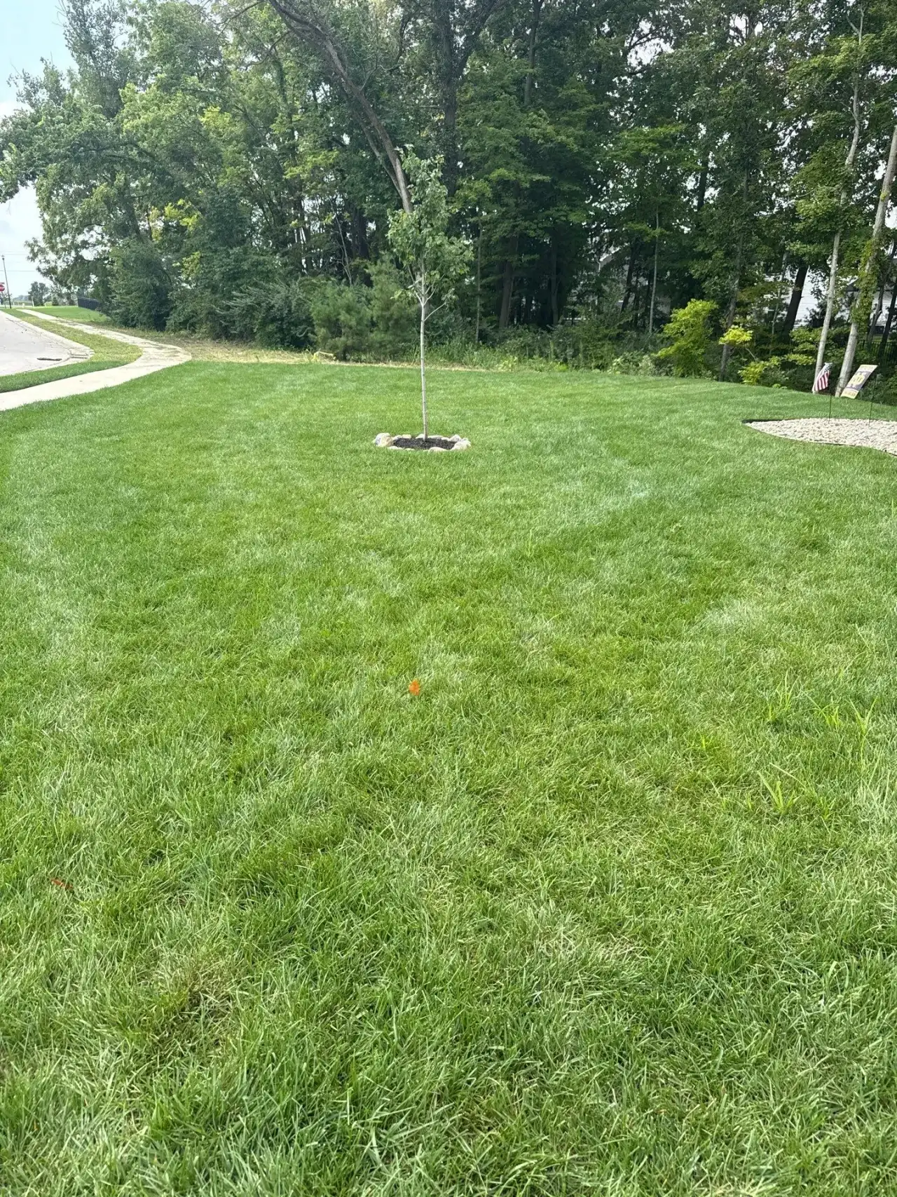 Lawn with a young tree in a mulch ring and a walkway in Colburn, Indiana