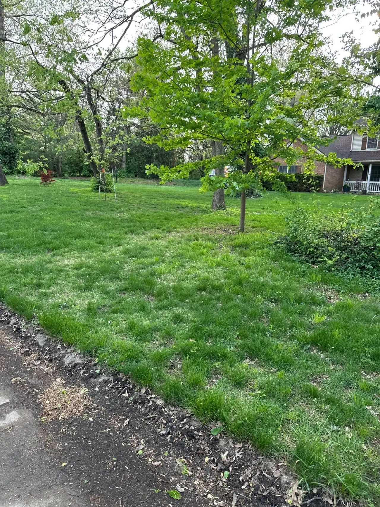 Lawn with young trees and shrubs beside a driveway in Lafayette, Indiana
