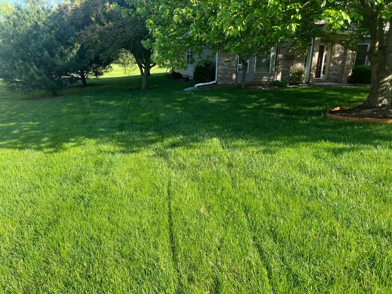 Lush lawn under shade trees in front of a home in Lafayette, Indiana