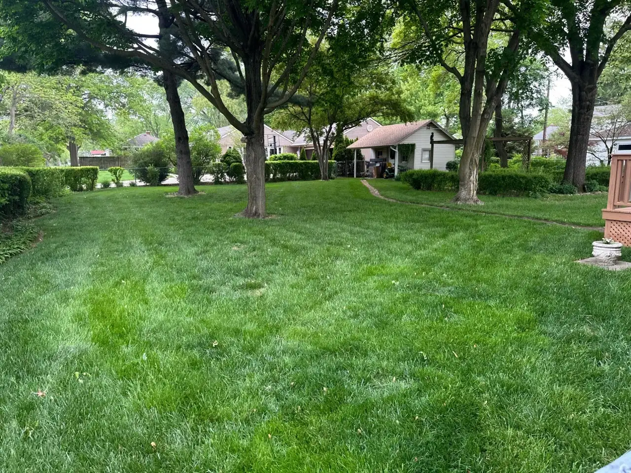 Backyard lawn shaded by large trees in Lafayette, Indiana