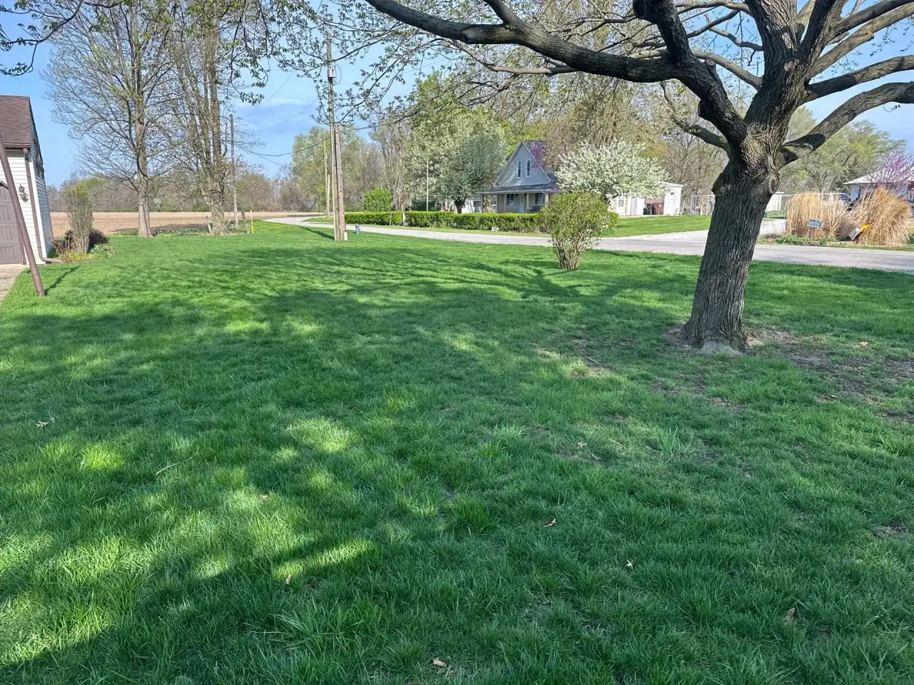 Shaded green lawn under a mature tree in Delphi, Indiana