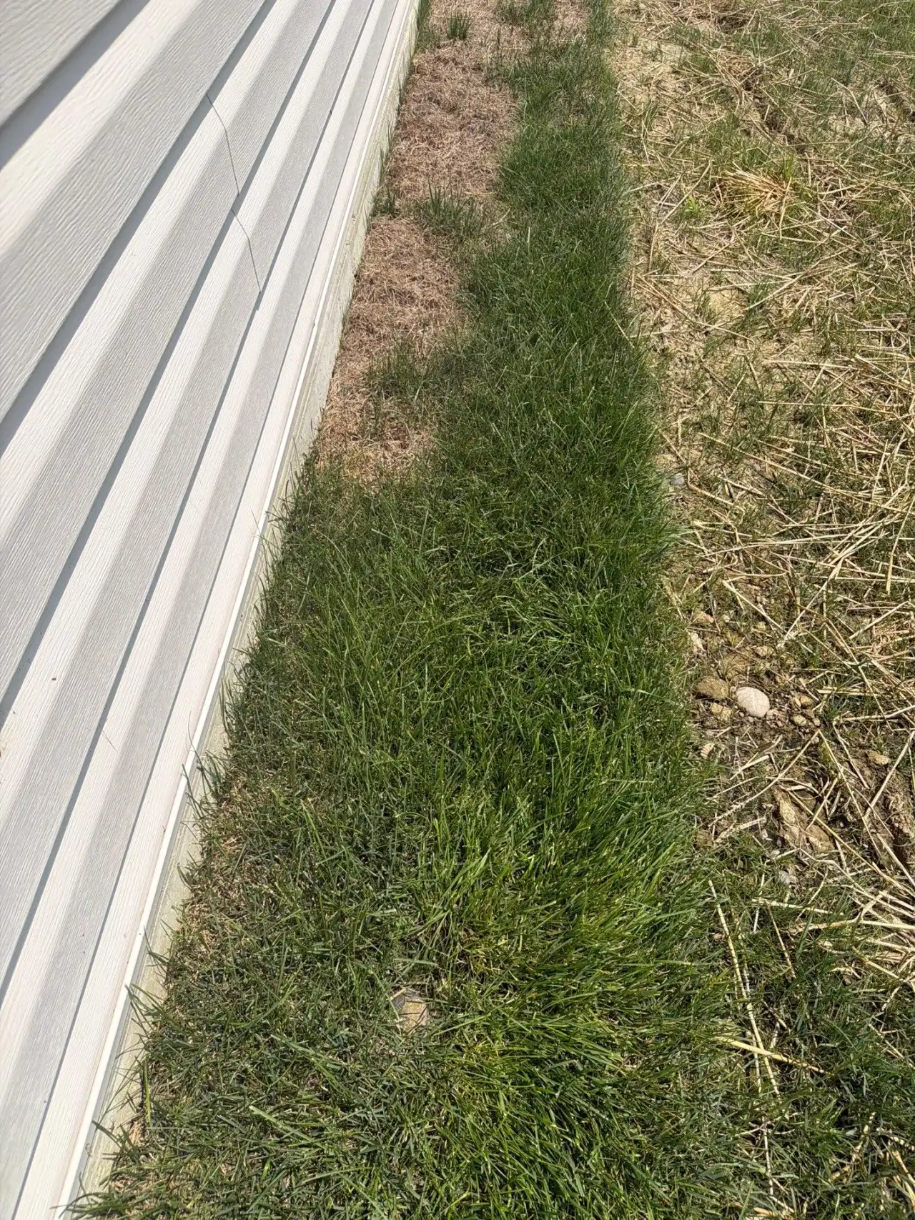 Lawn along a West Lafayette, Indiana home, green where a sprinkler reaches and dry where it doesn't