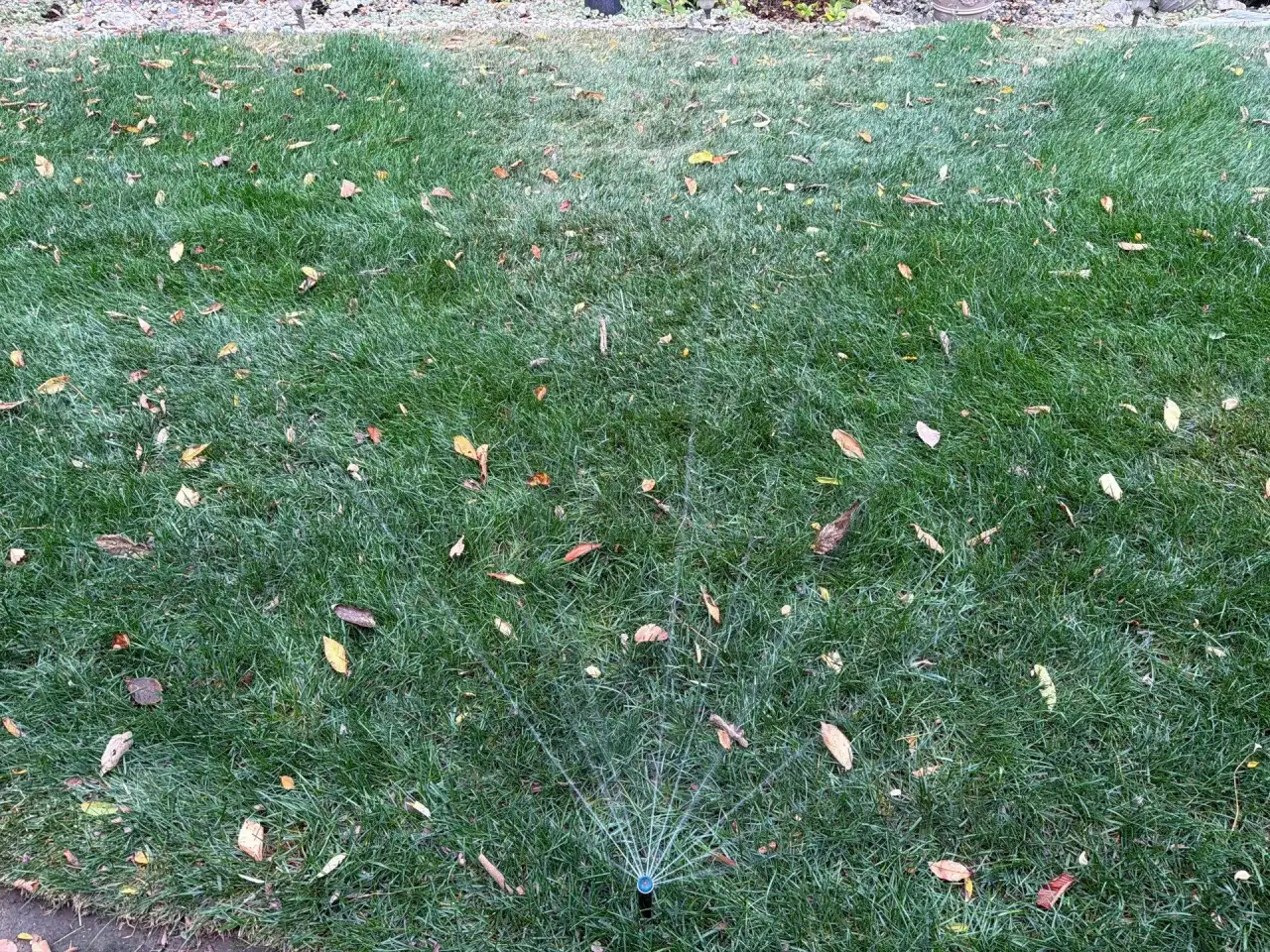 Pop-up sprinkler spraying a Lafayette, Indiana lawn scattered with fall leaves