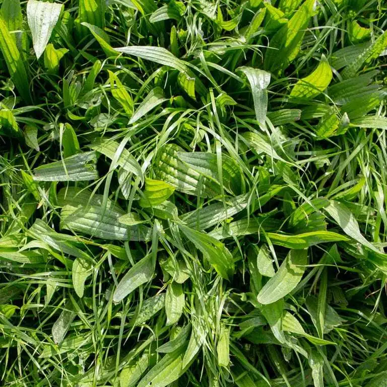 Close-up of a dense patch of broadleaf weeds