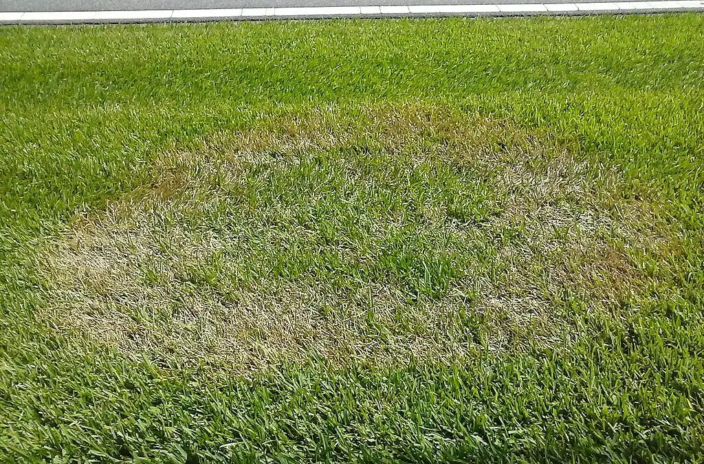 Circular patch of brown patch disease on a green lawn
