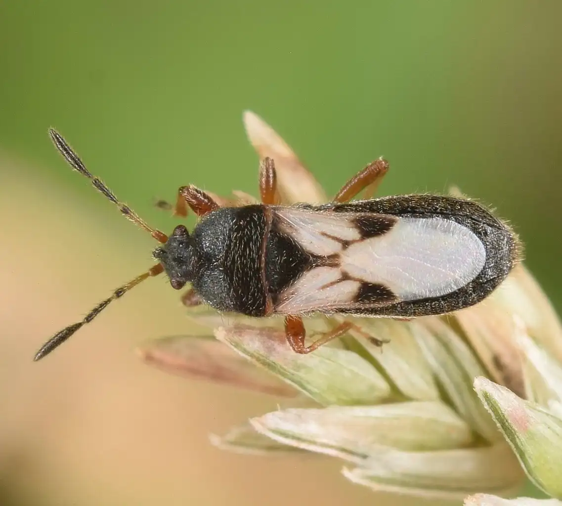 Chinch bug perched on a grass seed head, close-up