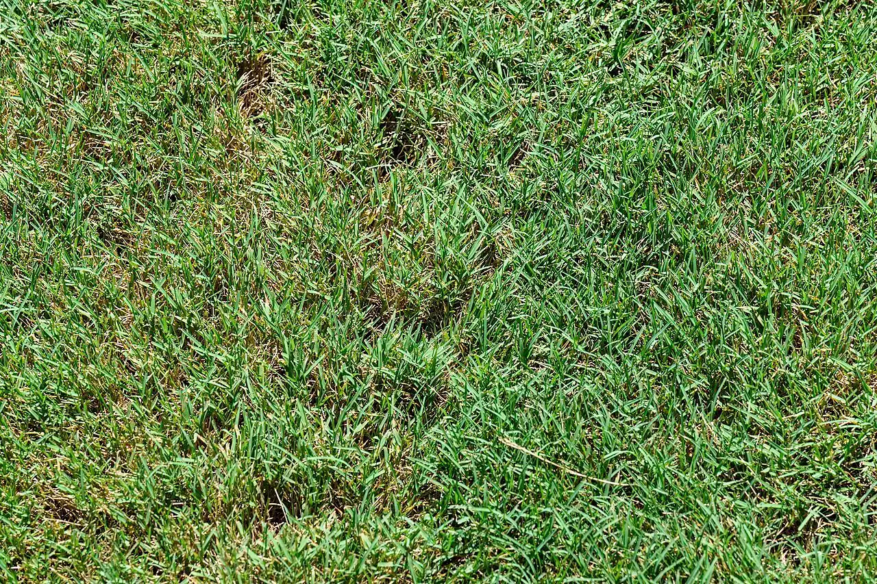 Patch of fine-bladed creeping bentgrass in a lawn