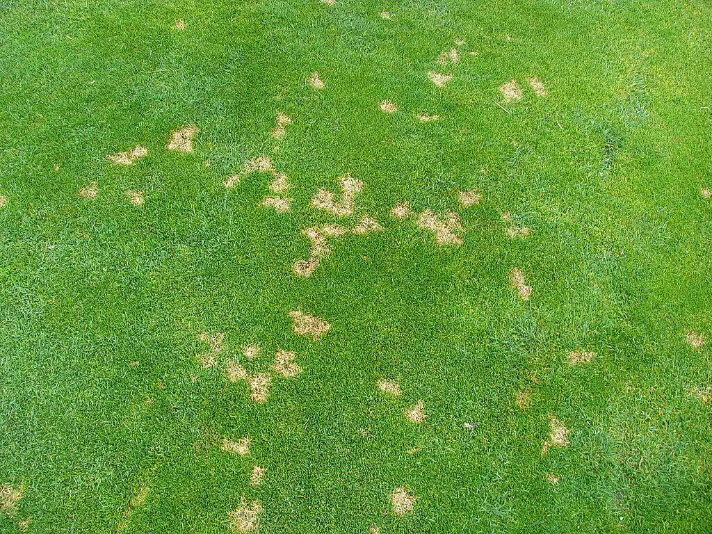 Small straw-colored dollar spot patches scattered across a lawn