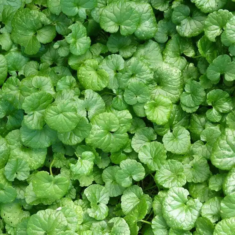 Dense patch of ground ivy with round, scalloped leaves