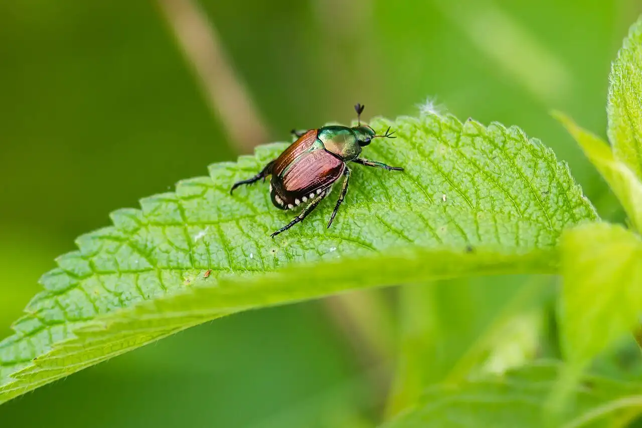 Metallic green and copper Japanese beetle on a leaf