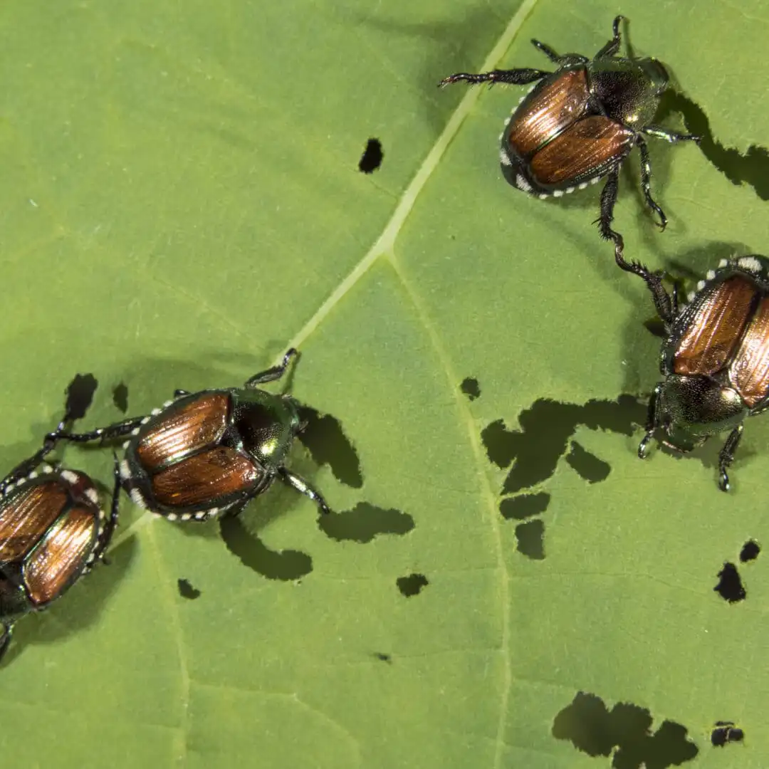 Japanese beetles feeding on a hole-riddled leaf