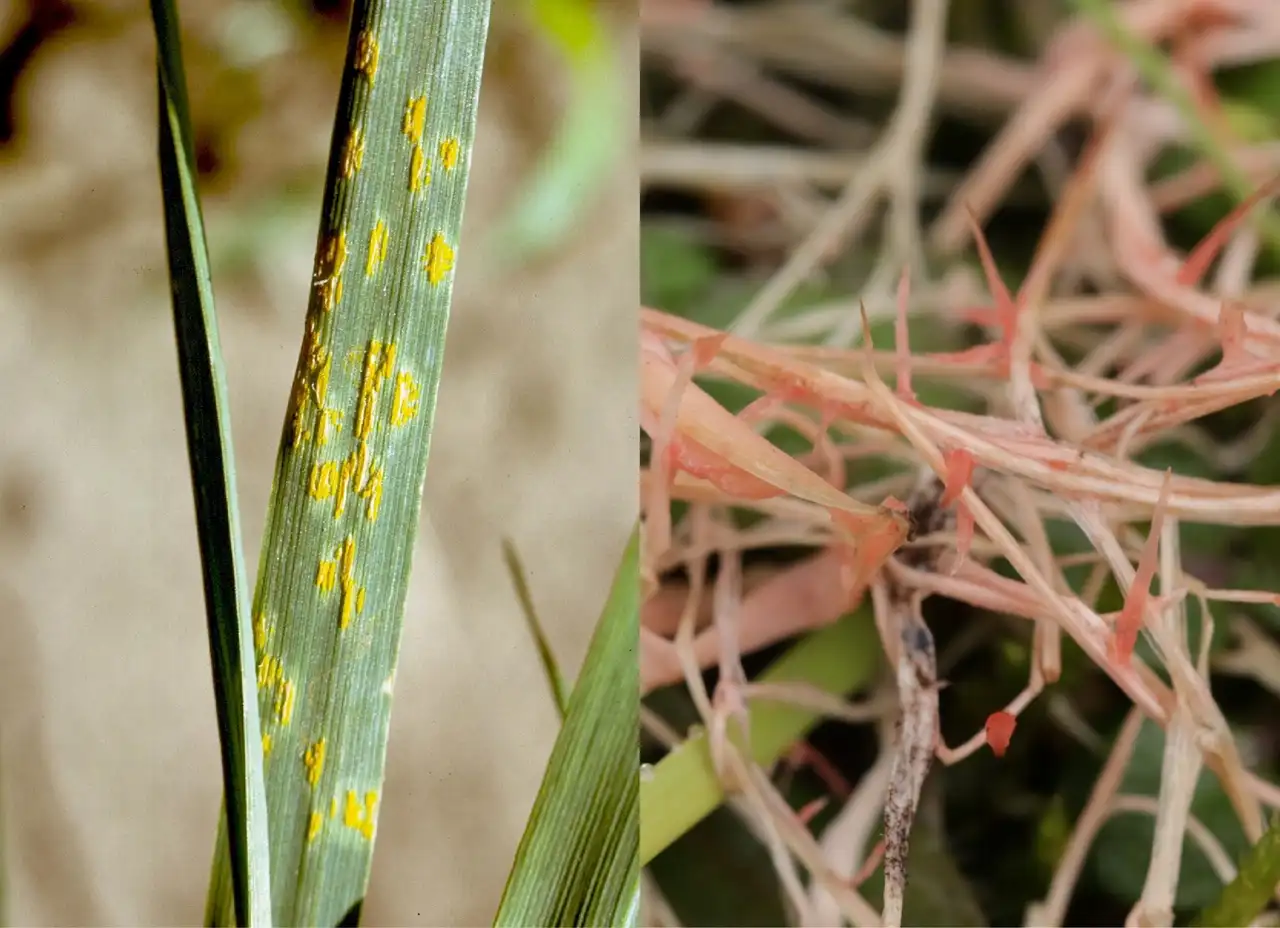 Side by side: orange lawn rust spots on a grass blade and pink red thread strands