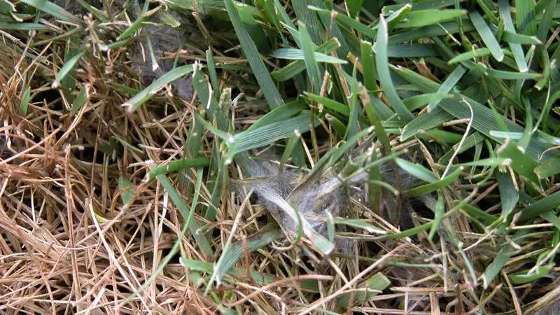Cottony white pythium blight growth on matted, dying grass