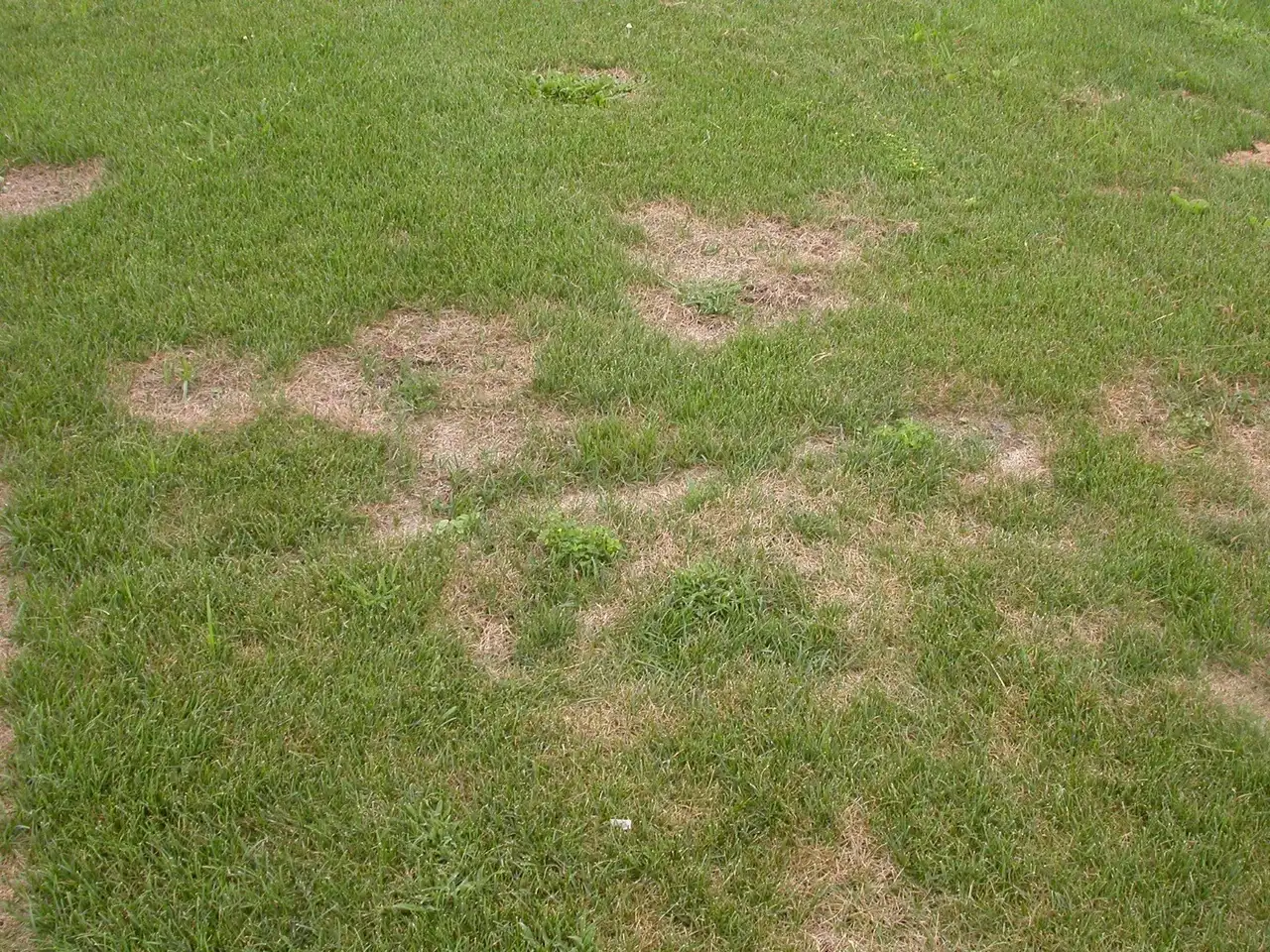 Irregular dead rings and patches of summer patch disease in a lawn