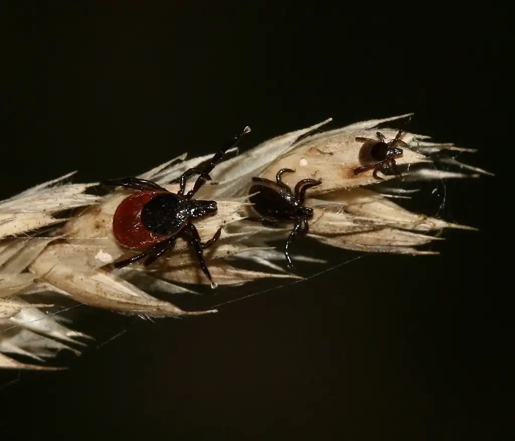 Ticks clinging to a dry grass seed head